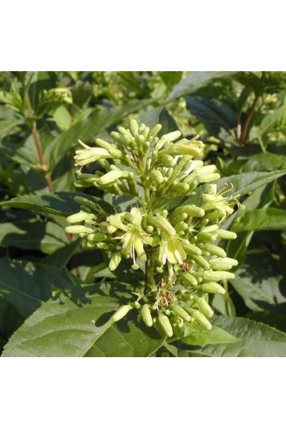 Діервілла сидячолиста ’Butterfly’